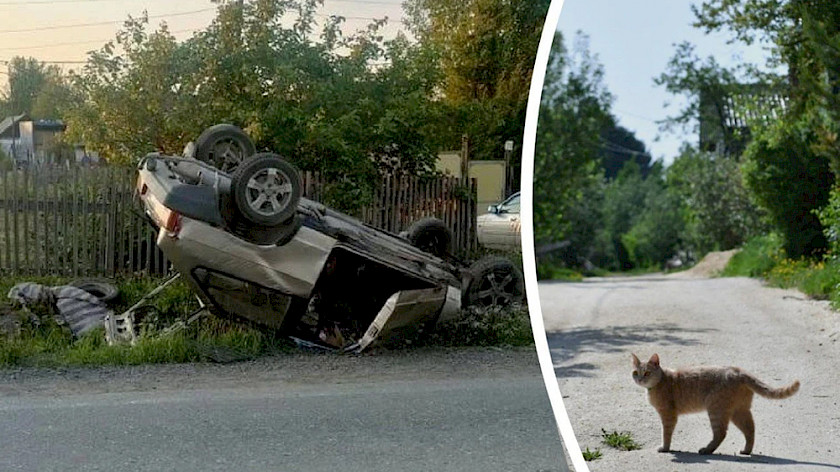 В Краснотурьинске из-за кошки произошла автомобильная авария