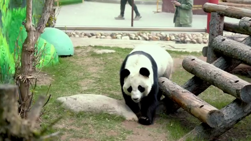 Директор зоопарка Светлана Акулова рассказала о нюансах беременности больших панд