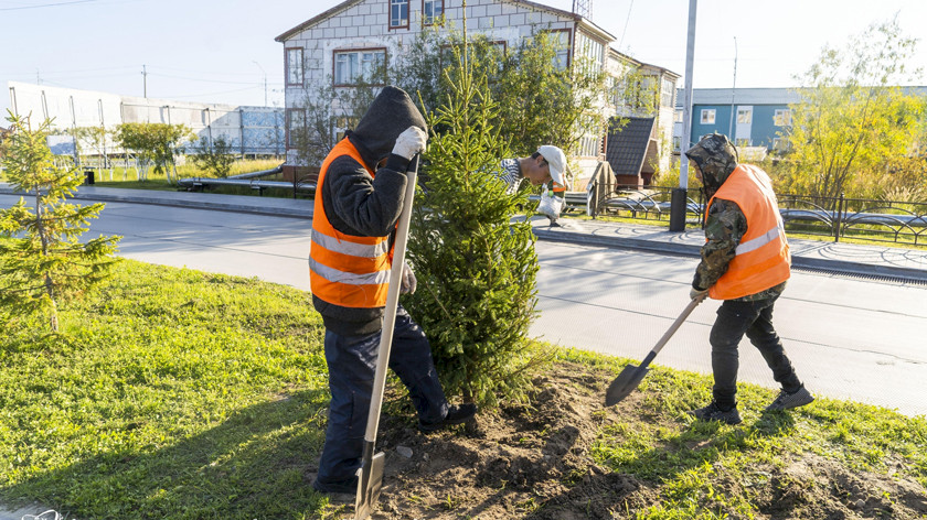 В Ямальском районе появятся более 4000 новых деревьев