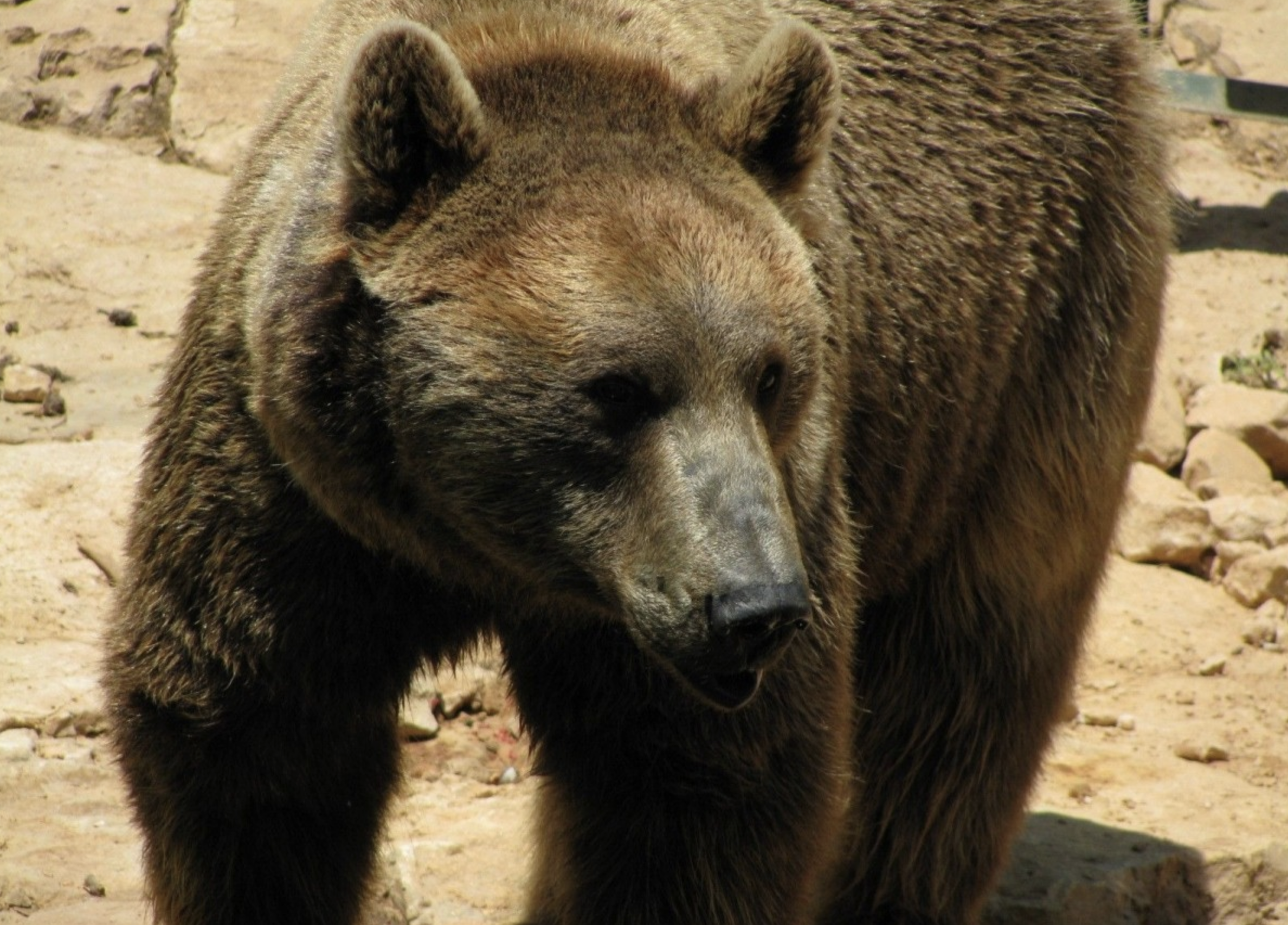 Бурый медведь голова. Медведь. Бурый медведь. Голова бурого медведя. Медведь Россия.