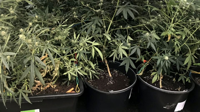 Можно ли выращивать коноплю дома закон сколько марихуана в москве