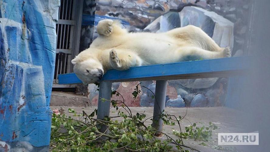 Фото из социальных сетей Пермского зоопарка.