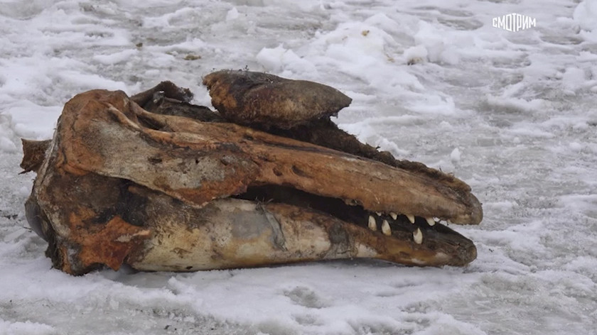 «Неведома зверюшка»: в районе Ямбурга обнаружены останки неизвестного животного. ВИДЕО