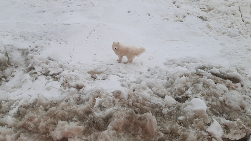 На Ямале экипаж ледокола «Газпром нефти» спас собаку, потерявшуюся во льдах. ВИДЕО