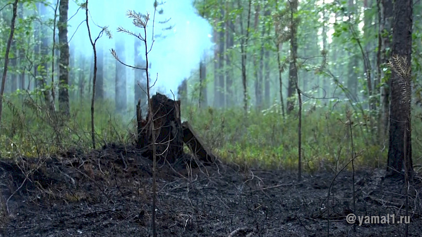 В Лабытнанги из-за беспечности отдыхающих едва не сгорела лесобиржа. ВИДЕО