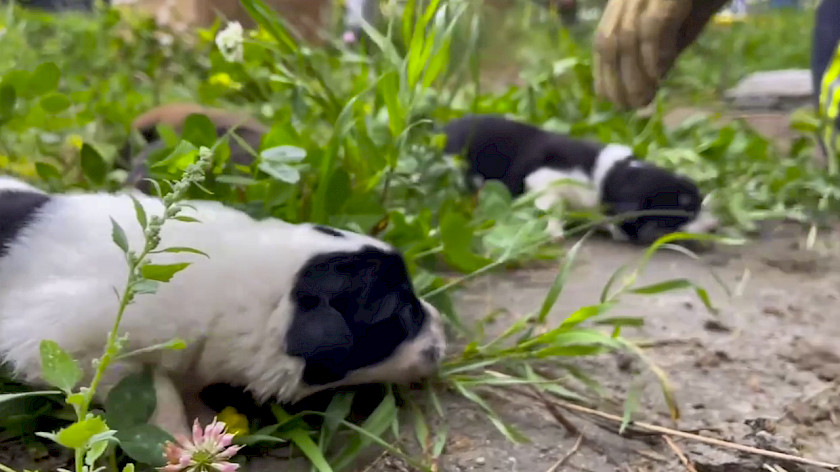 С них начнётся история приюта: в Новом Уренгое развернули спецоперацию по спасению щенков. ВИДЕО