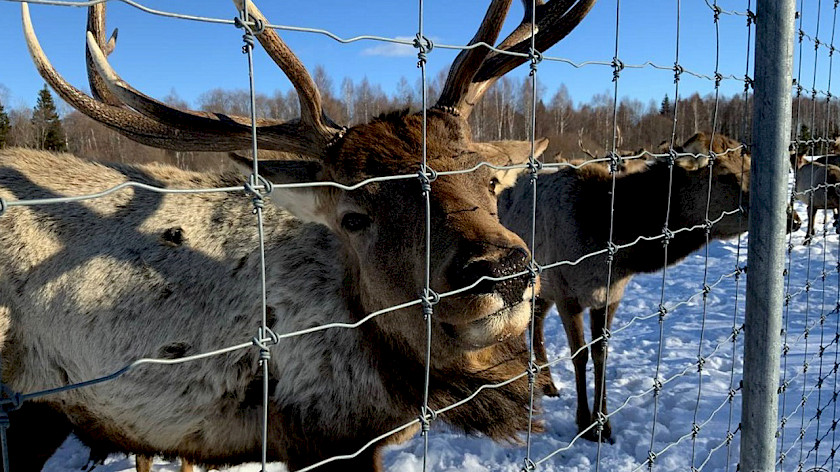 Усадьбу с оленями в Свердловской области выставили на продажу за 240 млн рублей 