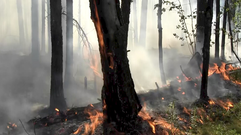 Жителей Ленобласти предупредили о начале пожароопасного сезона 