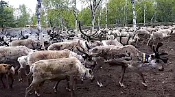 Более трех тысяч оленей пробирковали в Шурышкарском районе. ВИДЕО