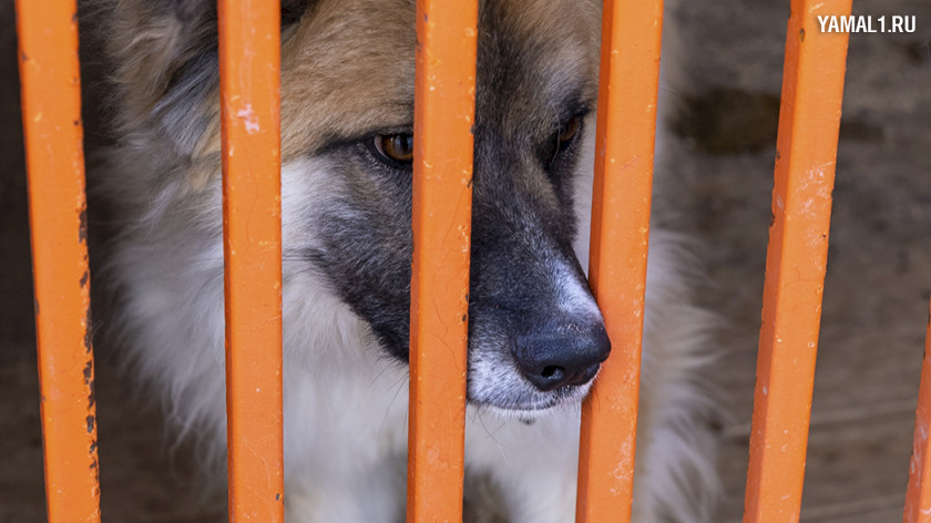 Приют Аксарки закрыли на карантин из-за собак с признаками бешенства