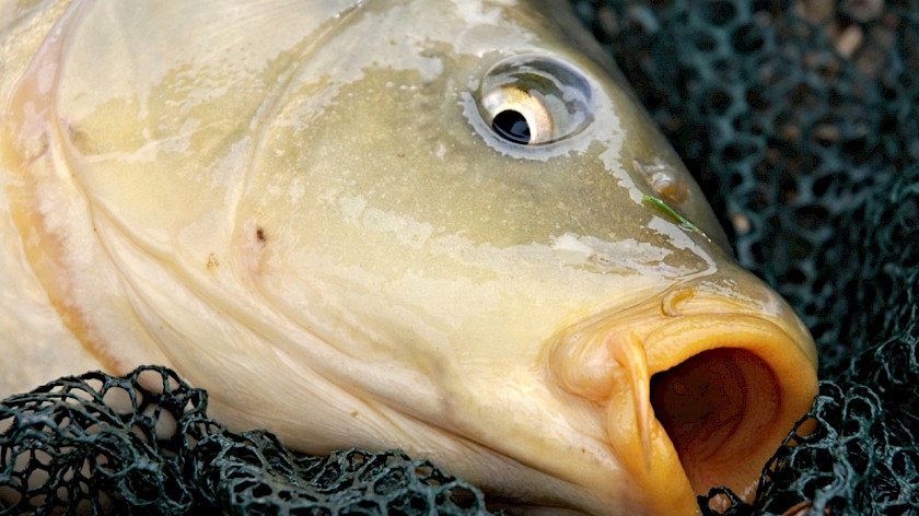 В Оби обнаружили высокое содержание зараженной описторхозом рыбы