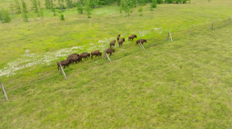 Житель Санкт-Петербурга помог строить ограды для овцебыков в природном парке «Ингилор». ВИДЕО