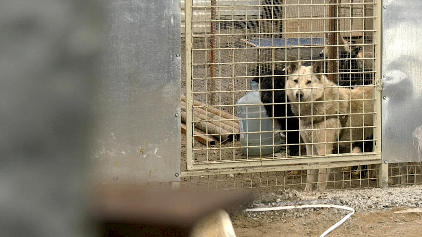 В Красноярске растет количество бездомных собак