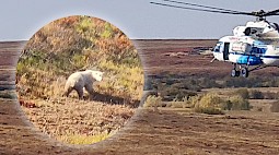 На Ямале нашли напавшего на чум белого медведя и вывезли подальше от людей. ВИДЕО
