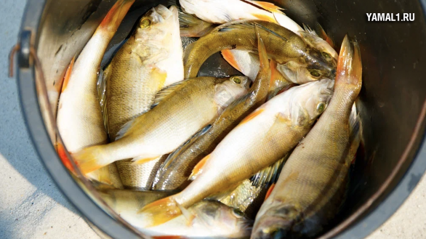 Компанию по производству рыбных консервов в Петербурге поймали на антисанитарии