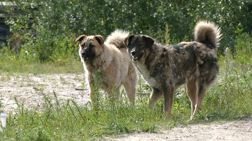  Два десятка человек на Ямале пострадали от нападения бешеных собак