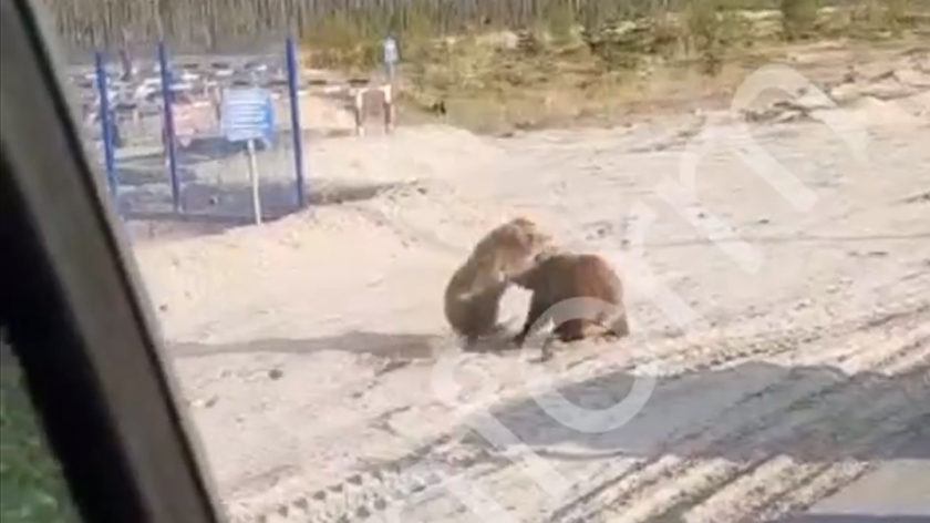 В Югре двое медвежат подрались из-за угощения от автомобилиста. ВИДЕО