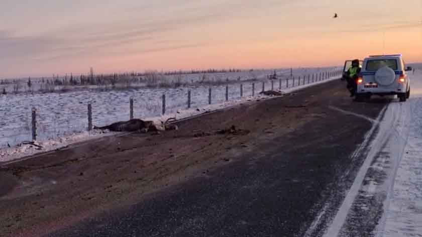 В ЯНАО произошло смертельное «оленье» ДТП. ВИДЕО