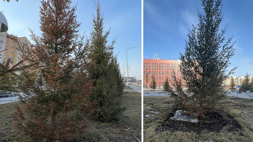 В Новом Уренгое по гарантии заменят деревья 