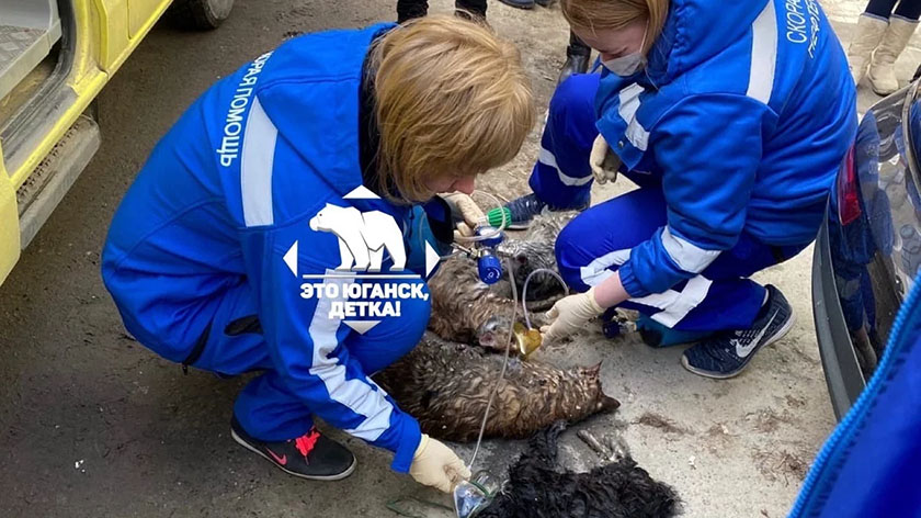 В Югре медики скорой спасли едва не погибших при пожаре кошек