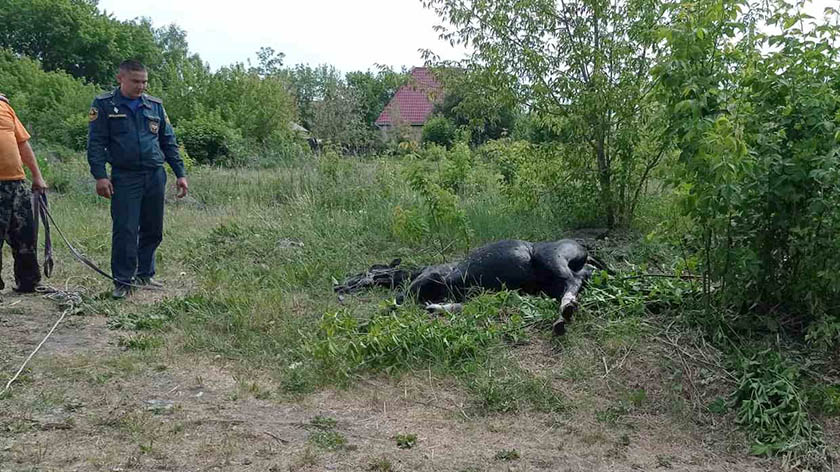 В Тюменской области спасатели помогли упавшему в колодец жеребёнку