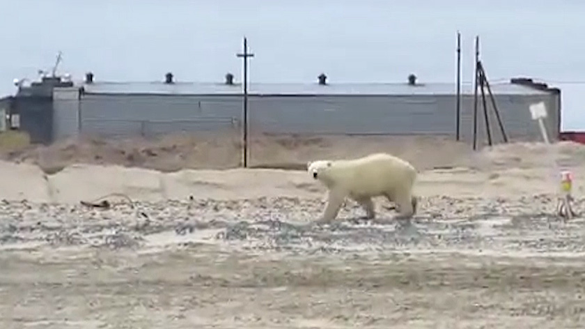 Белый медведь вышел к людям на Сабетте. ВИДЕО 