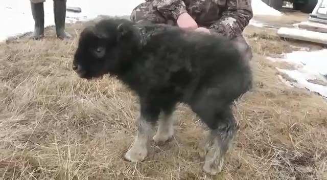 Детёныши овцебыка появились на свет в природном парке Ямала. ВИДЕО