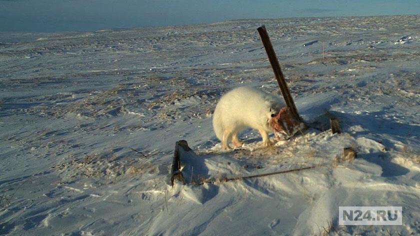 На Ямале песцы, лиса и ворон стали участниками очередной фотосессии