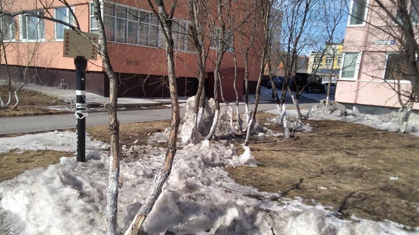 В Новом Уренгое возмущены вырубкой деревьев из-за дорожного ремонта. ФОТО