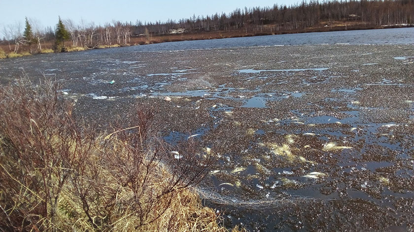 Власти объяснили, откуда в озере Надымского района взялась мёртвая рыба