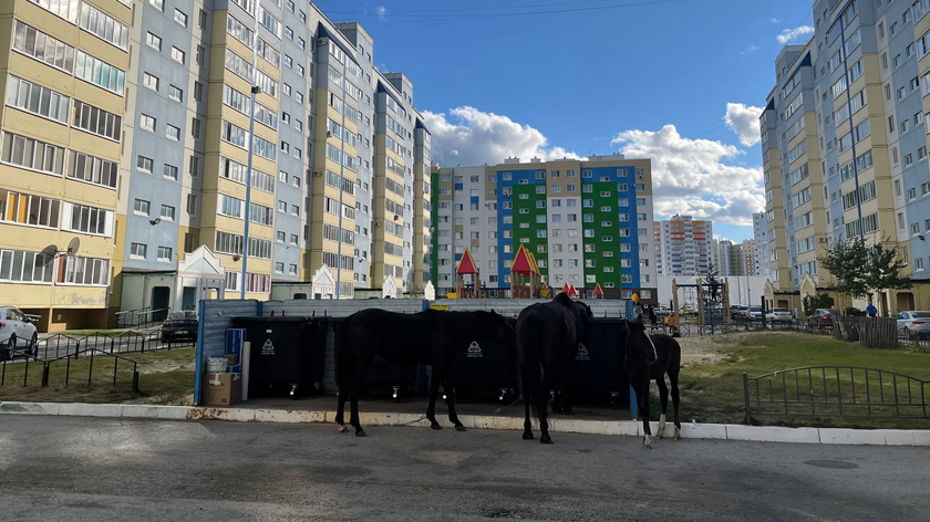 В Югре голодные лошади рыщут по помойкам в поисках еды. ВИДЕО