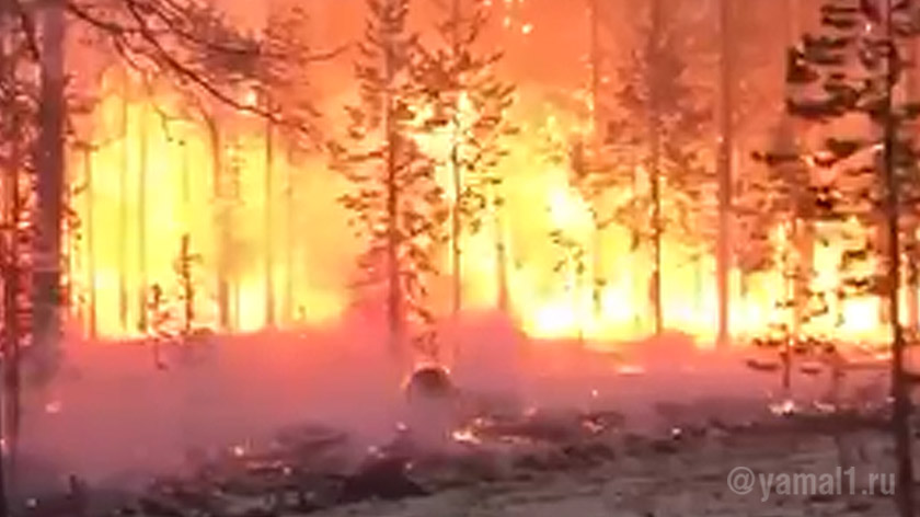 Больше 550 человек привлекли к тушению лесных пожаров на Ямале. ВИДЕО