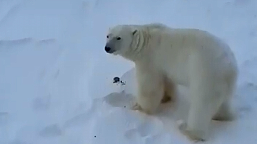 На Ямале белый медведь вышел к людям полакомиться печеньем. ВИДЕО