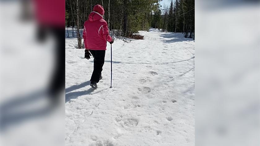 В селе на Ямале на лыжную трассу вышел медведь. ФОТО