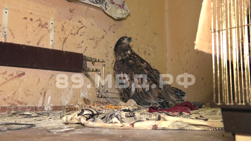 «Бил палкой, сломал крыло»: житель Ямала почти год держал краснокнижную птицу на цепи у батареи. ВИДЕО