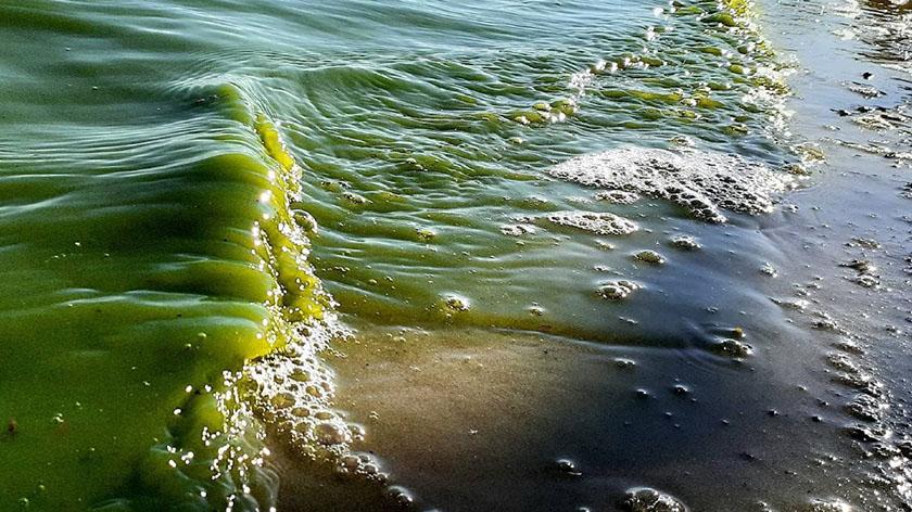 В озере с мёртвой рыбой на Ямале позеленела вода. ФОТО