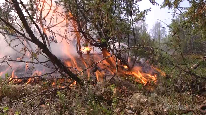 В Надымском районе ввели режим ЧС из-за лесных пожаров