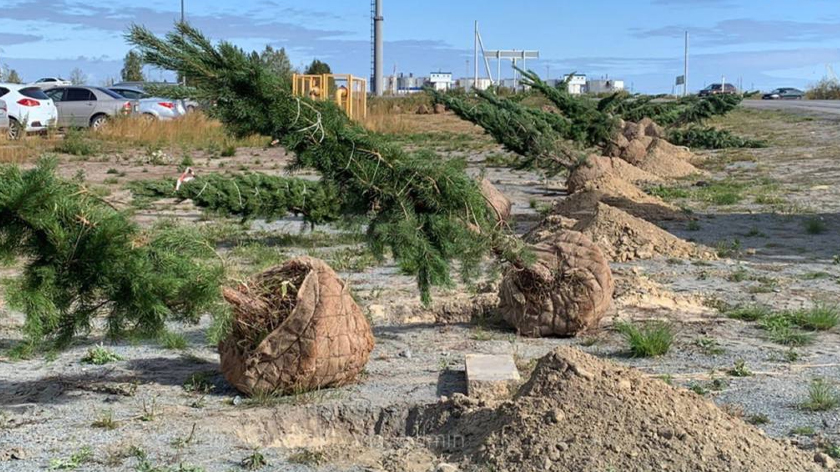 В Салехарде осенью высадят 500 хвойных деревьев 