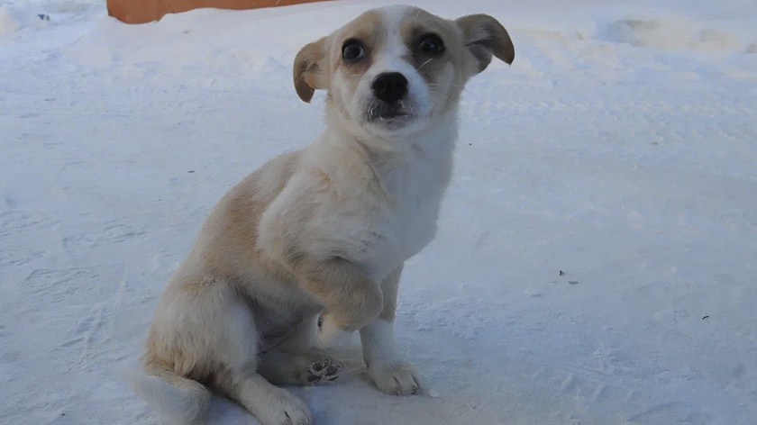 Пуровчане могут подарить тепло хвостатым обитателям приюта Тарко-Сале