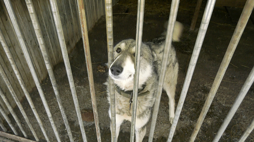 Глава Пуровского района взял под опеку пса из Самбурга