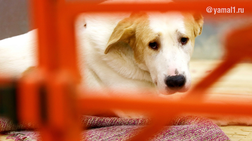  Приют для животных в Тарко-Сале закрыт на карантин из-за смертельной инфекции 