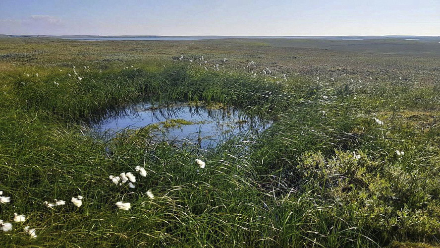 Фото: Tелеграм | Доктор DAA