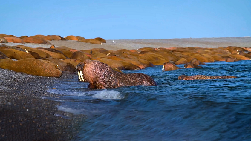 Главные индикаторы благополучия экосистемы Арктики
