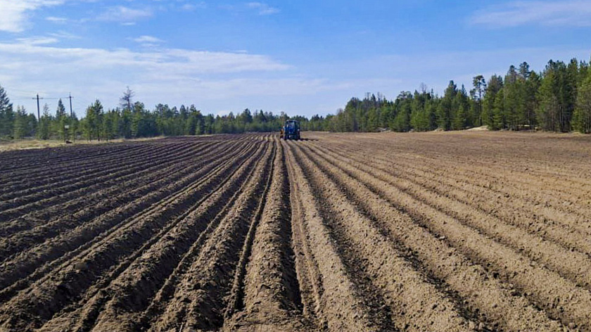 Пять тонн семенного картофеля высадил фермер в Надыме 