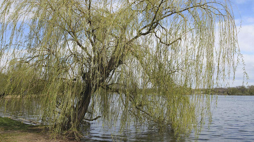Учёные: ивы защищали Салехард от катаклизмов