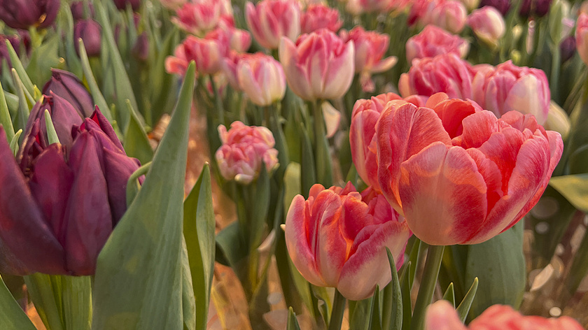  Весенний контраст в Крыму: метель в горах и «Парад тюльпанов» на южном побережье
