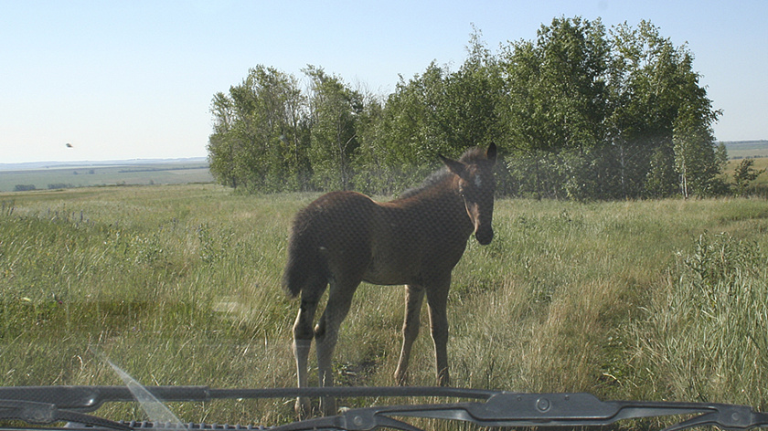 Четверо фермеров Ямала получат субсидии на разведение приобских скакунов 
