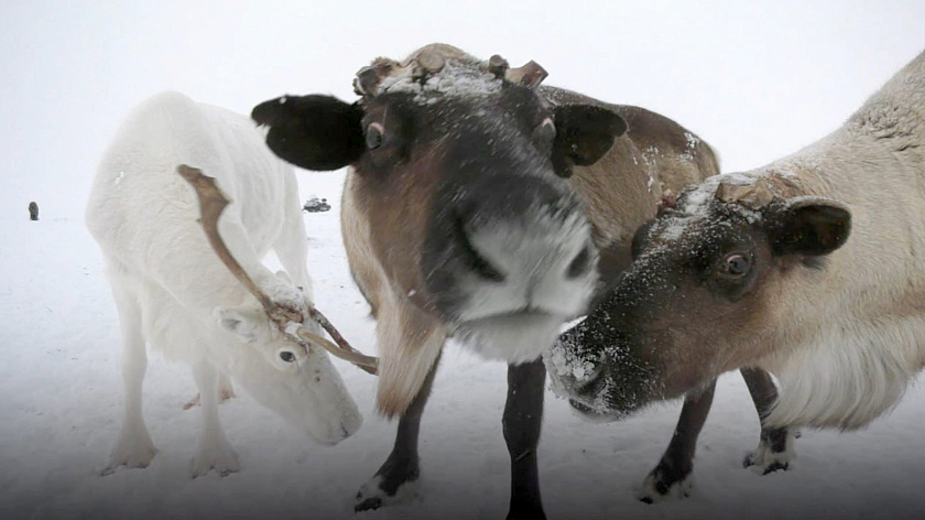 В Самбурге завершается убойная кампания