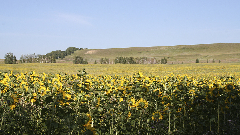 Агроэксперт Березнюк сообщил россиянам об улучшении урожая зерновых культур в 2026 году