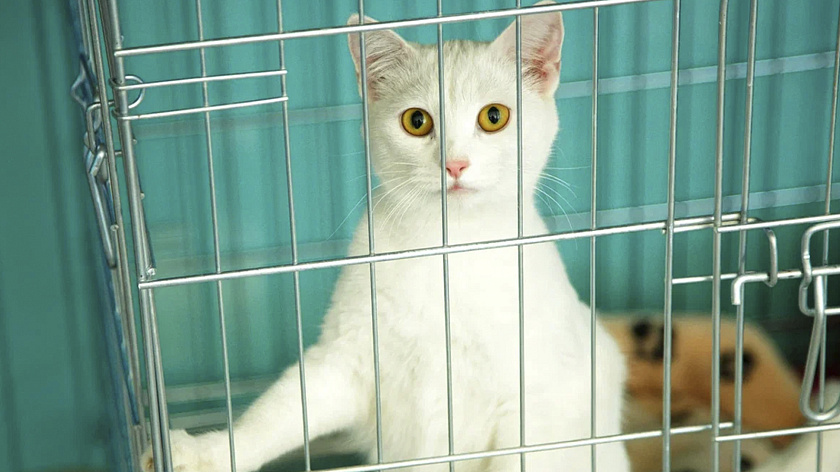 В ямальских приютах 6 и 7 декабря пройдет День открытых дверей